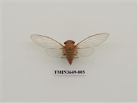 藏品(薄翅蟬)的圖片